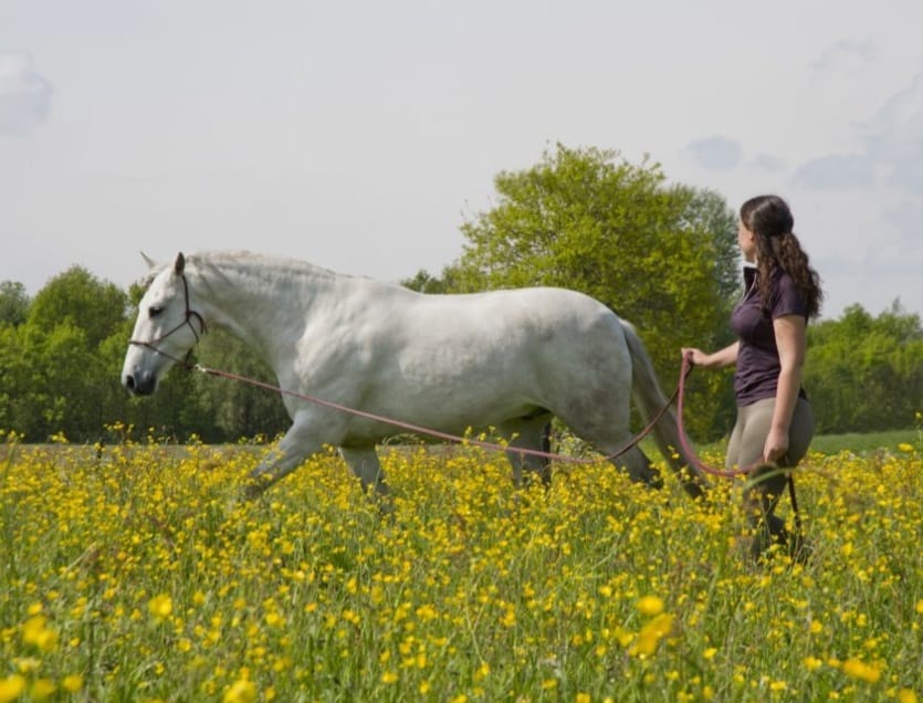 Trainer werkt met ontspannen paard aan de longe | Blog over anders durven kijken naar je paard