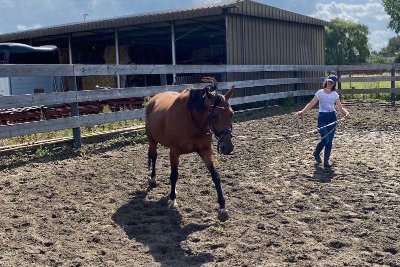Rechtrichtend longeren tijdens een workshop bij Horse Academy | Workshops over Paardentraining