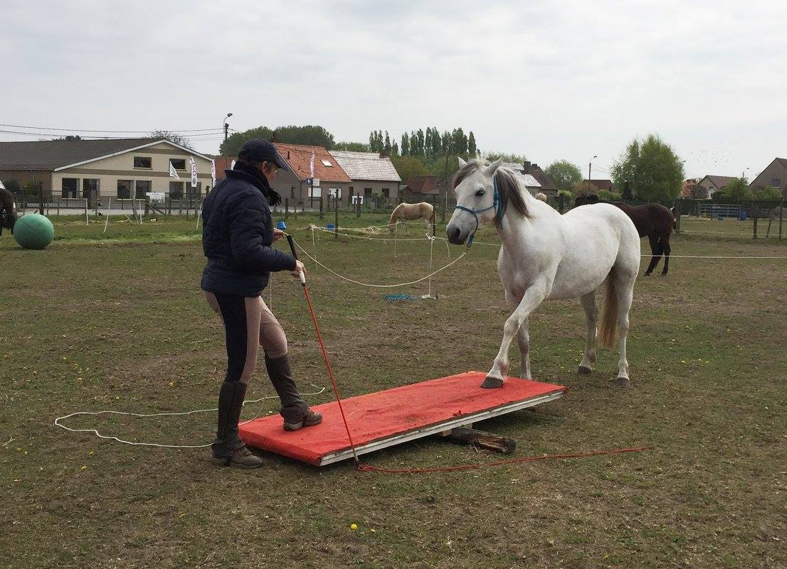 Klant van Horse Academy deelt positieve ervaring met paardencursus