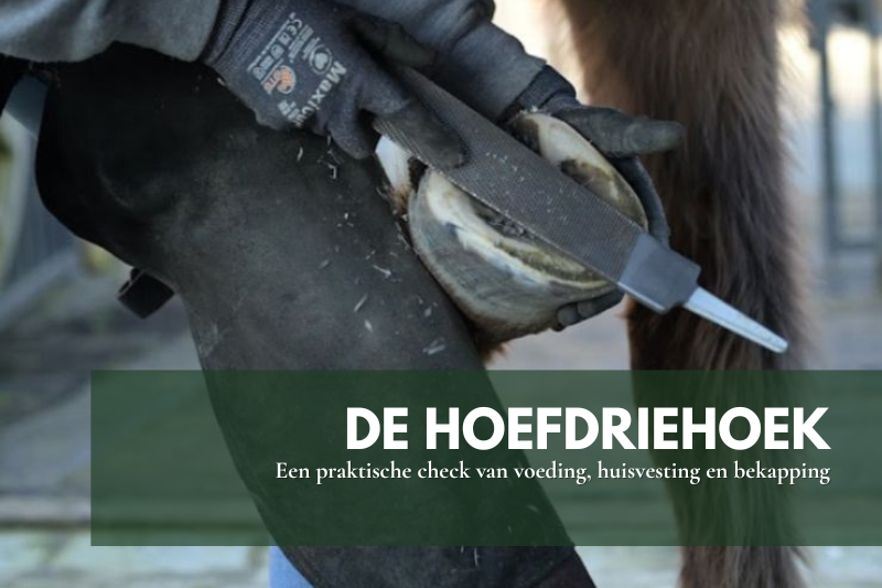 Hoef wordt gevijld door een hooiprofessional | gratis download over gezonde hoeven