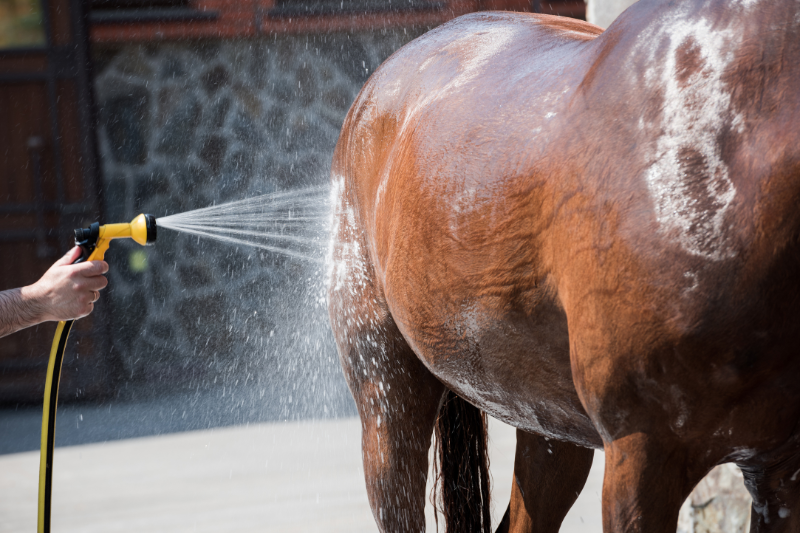 Paard afspuiten met koud water | zomertips voor je paard