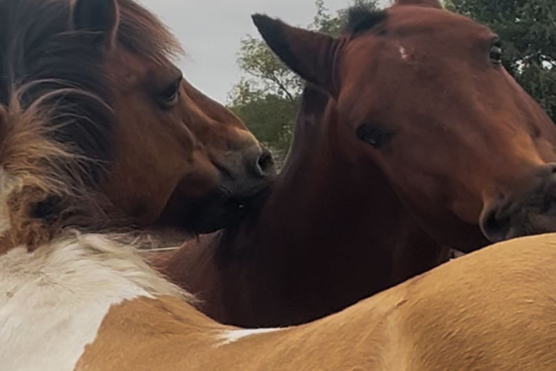 Close up van paarden die elkaar kroelen en sociaal contact hebben - gedrag en interactie bij paarden.