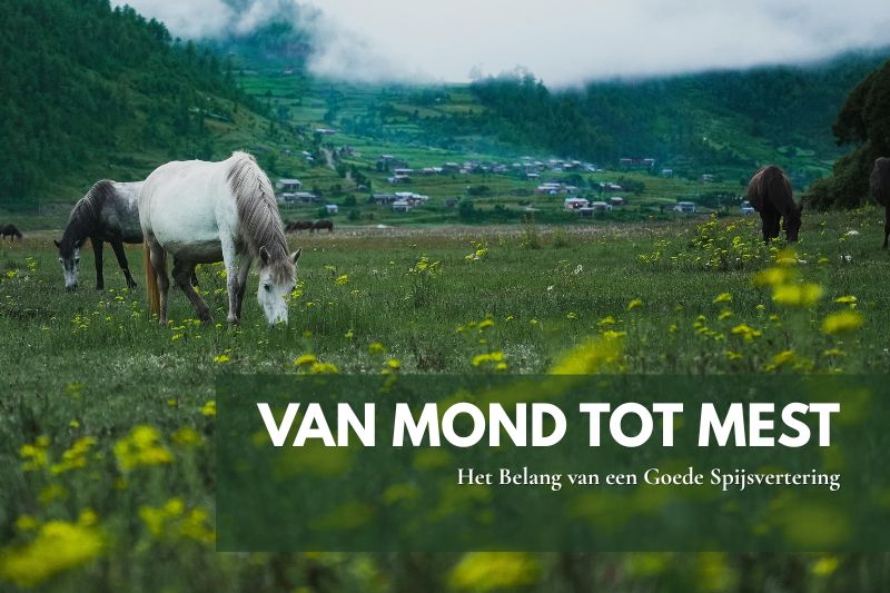 Paard graast in de wei, symboliseert natuurlijke voeding en gezonde spijsvertering.