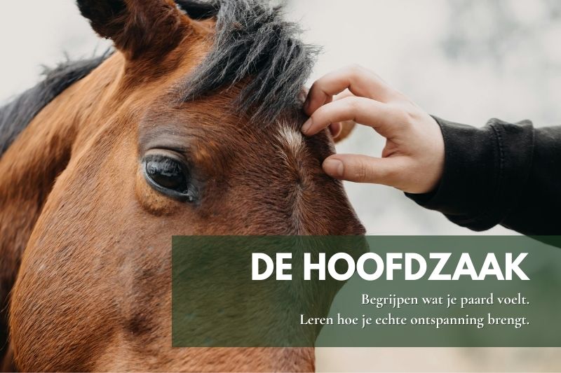 Zachte hoofdmassage bij een paard tijdens praktijkworkshop