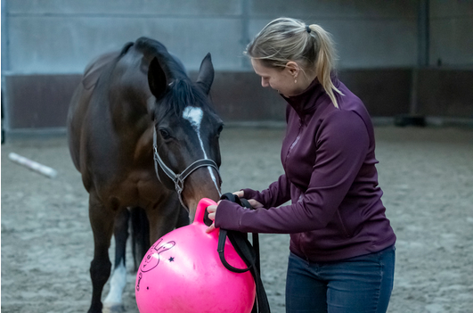 Portret van Katrien Vleugels ( KV Horsetraining) aan het werk met een paard.