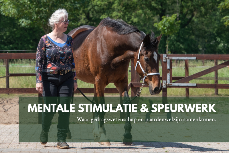 Rachaël Draaisma werkt met een paard tijdens een mentale stimulatie en speurwerk-oefening, waarbij ze stressvermindering en probleemgedrag observeert en begeleidt.