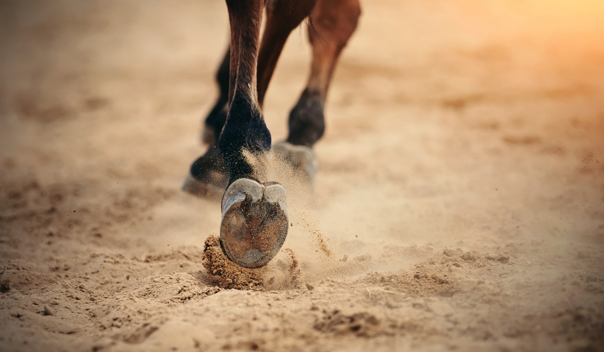 Paardenhoeven in het zand bij een blog over biotine, voeding en de bouwstoffen die bijdragen aan gezonde, sterke hoeven.