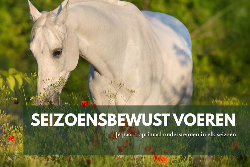 Paard in natuurlijke weideomgeving, symboliseert seizoensgebonden voeding en natuurlijke ondersteuning.